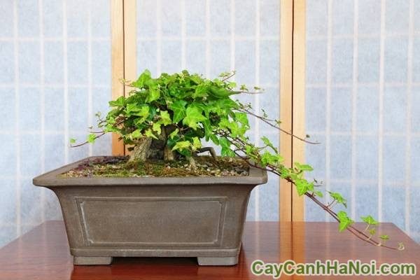 cây thường xuân