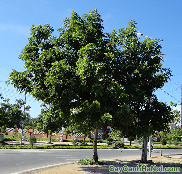 3 loại cây dành riêng cho cảnh quan đô thị