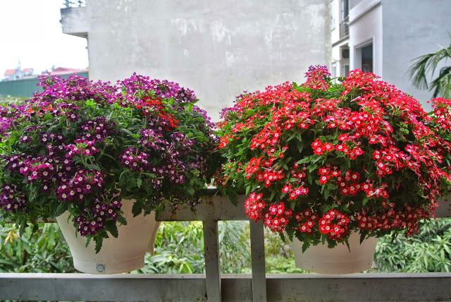 Hoa cúc indo - ý nghĩa phong thủy và cách trồng, chăm sóc hiệu quả - Cho  thuê cây cảnh Hà Nội